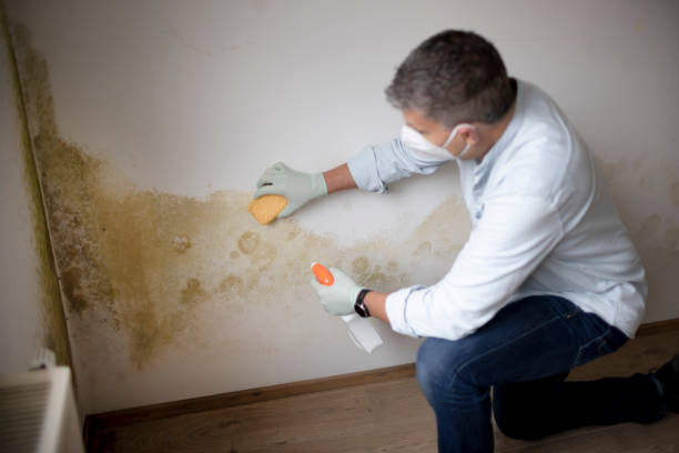 Professional Mold Removal in Lambertville, MI