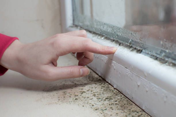 Best Mold Remediation for Healthcare Facilities  in Lambertville, MI